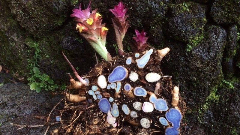 1 KG BỘT NGHỆ ĐEN