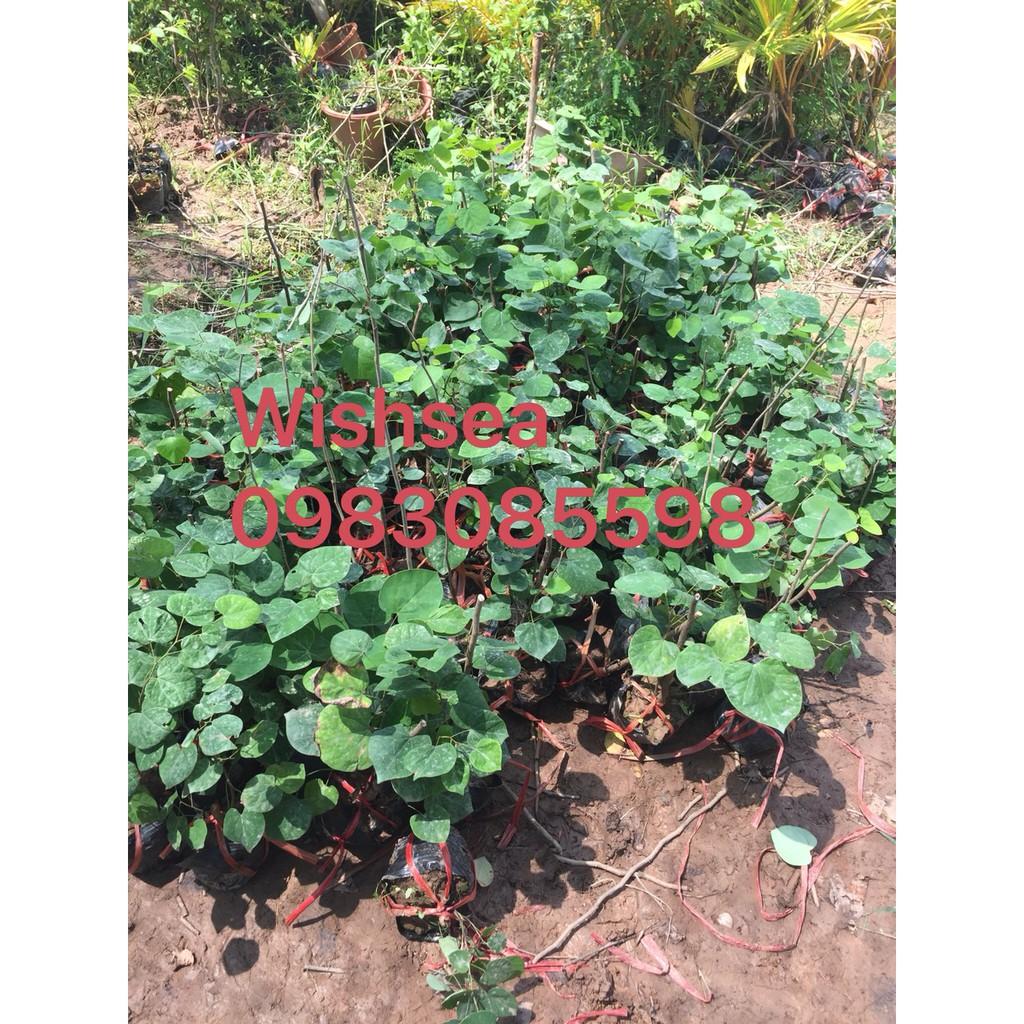 Cây hoa hạnh phúc