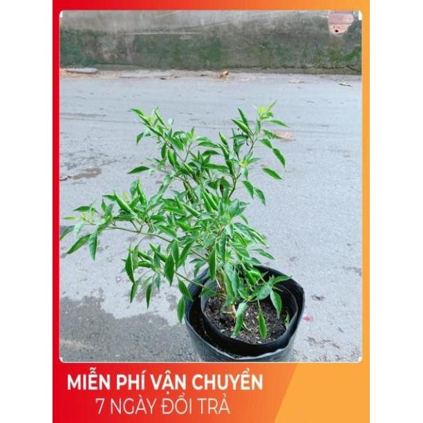 Bụi Ớt Hiểm Trái Lớn