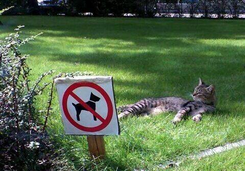 rage comic-troll chapter 78 2