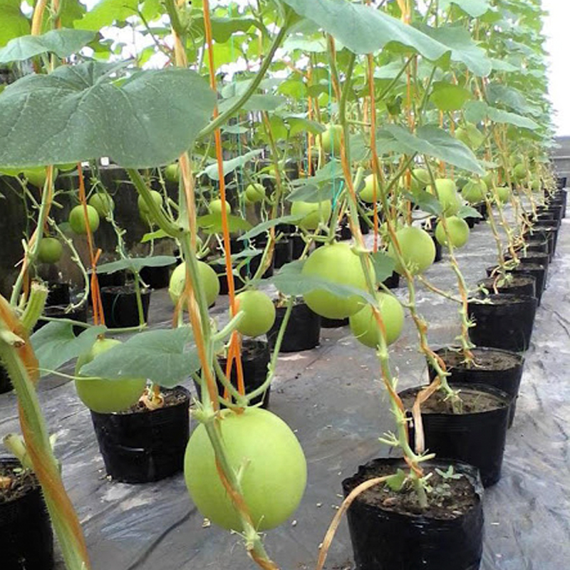 1.000 Chậu nhựa C8 19x16cm trồng cây ăn trái và hoa,bền 10 năm-0077102