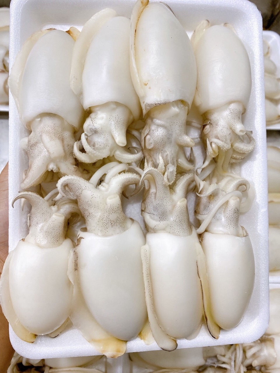 Mực bầu baby 14-20 - Khay 500g