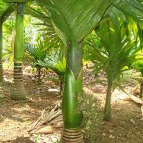 Cây CAU LÙN cam kết chất lượng