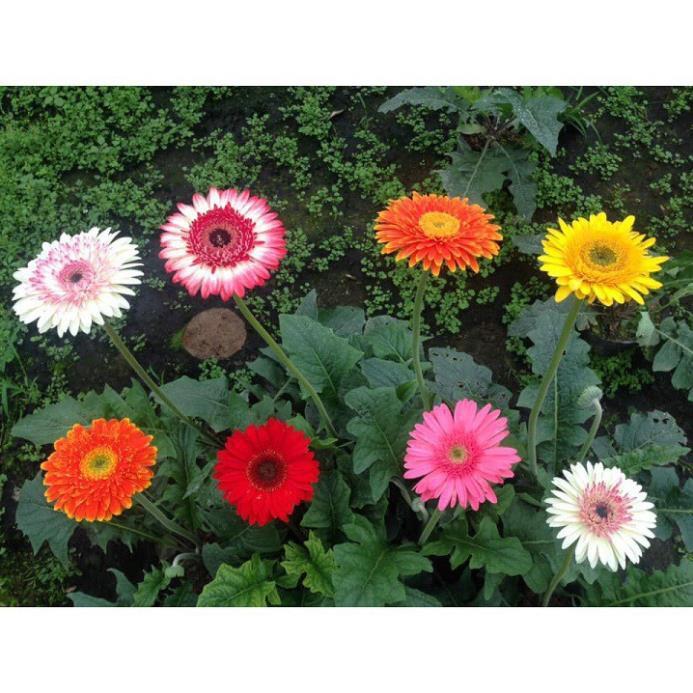 COMBO 2 CHẬU HOA ĐỒNG TIỀN HÀ LAN DÒNG CAO CÁNH KÉP, MÀU SIÊU ĐẸP