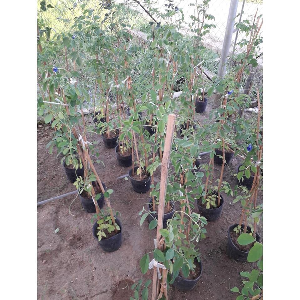 NGUYÊN CHẬU CÂY GIỐNG HOA ĐẬU BIẾC SIÊU ĐẸP SIÊU TỐT + Tặng 01 cây dâu da đất