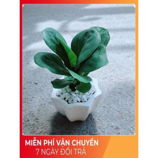 Chậu Bàng Singapore