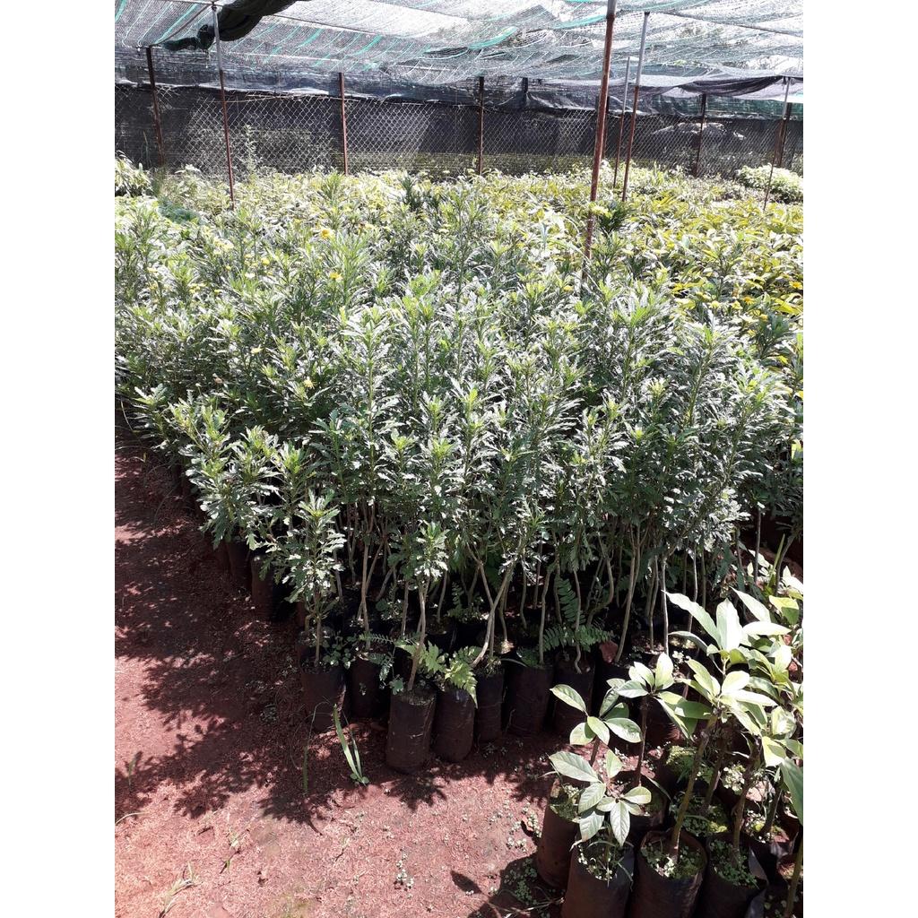 CÂY GIỐNG HOA CÚC THÂN GỖ CAO 1M NHƯ HÌNH