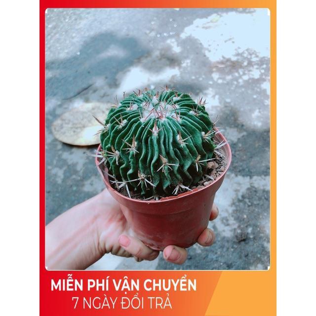Xương Rồng Trúc Ngọc