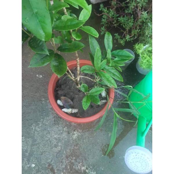 Mộc hương ta cây chậu cao trên 1m