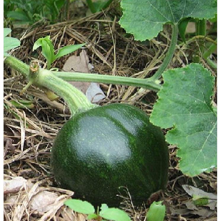 Combo 5 gói Hạt giống bí đỏ da xanh Nhật Bản