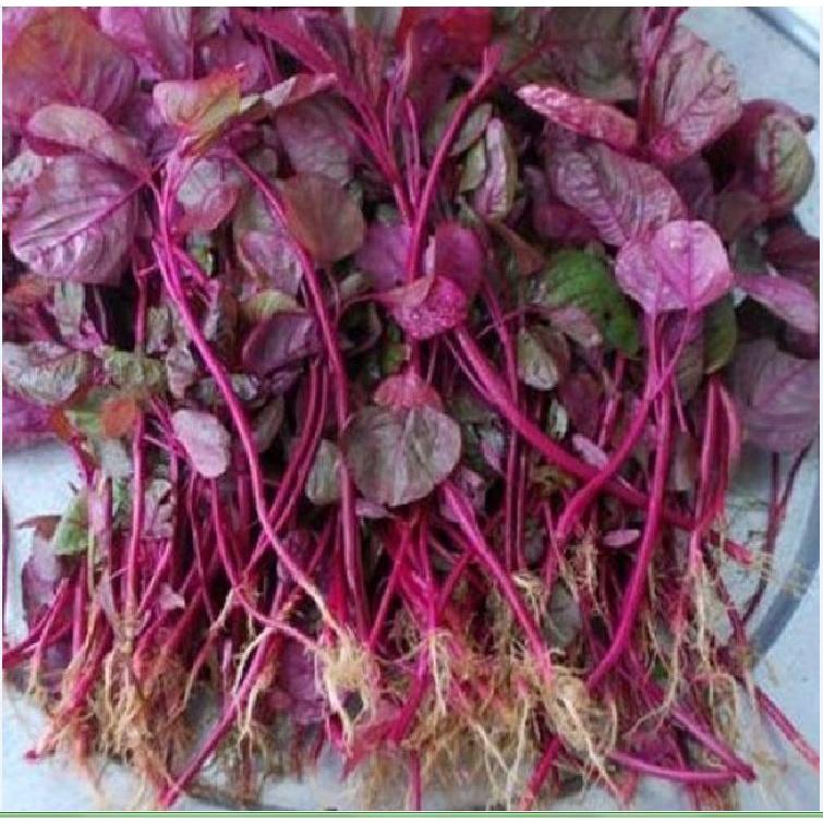 Hạt giống rau dền đỏ cao sản KNS3245 - Gói 20gram