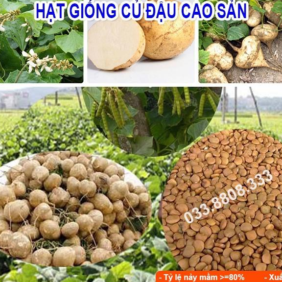 HẠT GIỐNG CỦ ĐẬU 100gram - Hạt giống tốt tỷ lệ nảy mầm cao, củ to đẹp