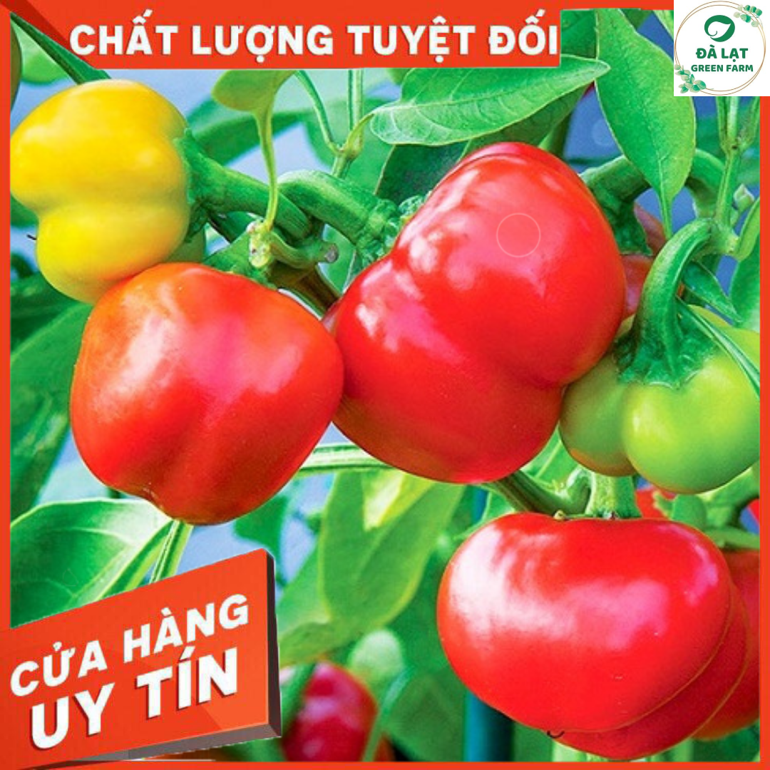 40h Hạt Giống Ớt Chuông Ngọt Mix Màu (A2.104| C1*W62)