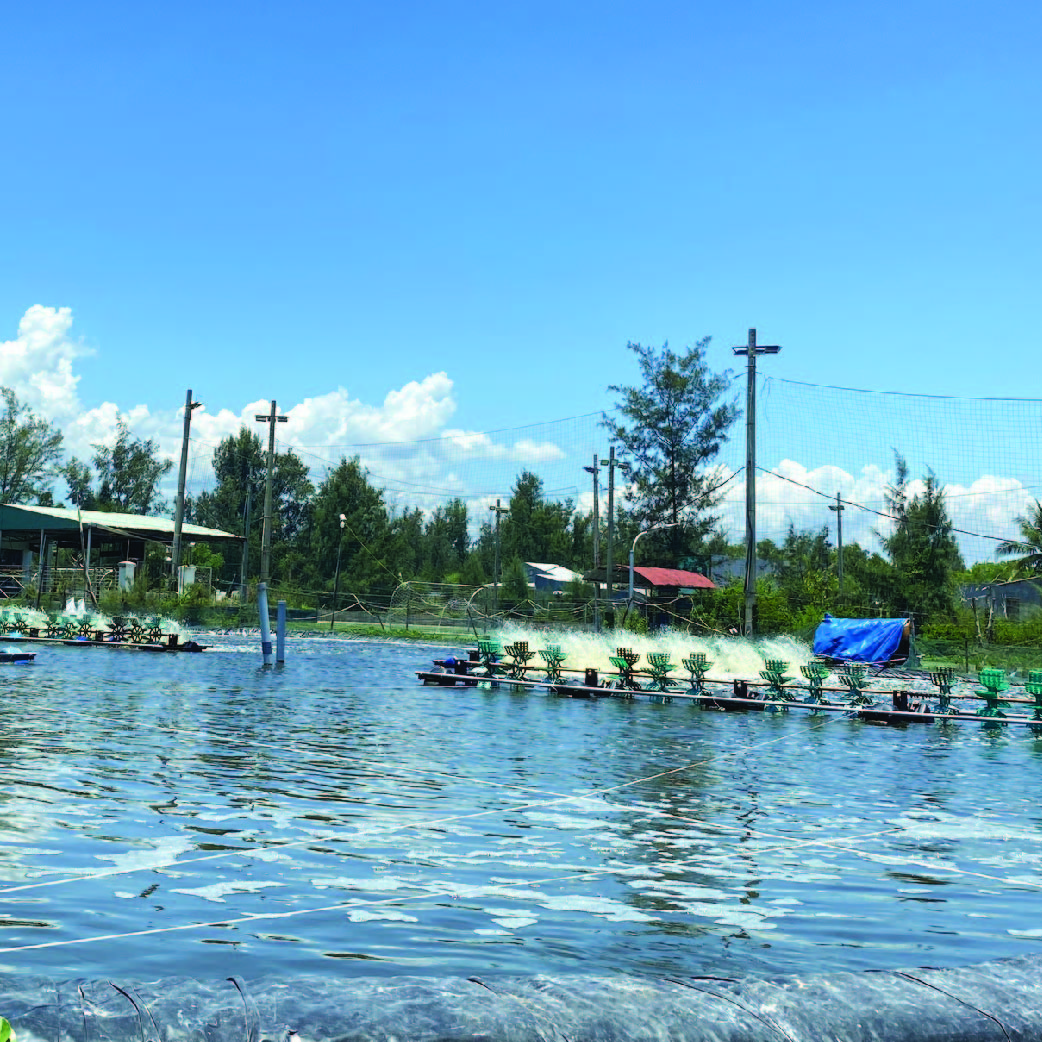 MEN VI SINH LÀM ĐẸP MÀU NƯỚC, SẠCH ĐÁY, NGĂN NGỪA HÌNH THÀNH TẢO XANH, GIẢM KHÍ ĐỘC COMBO AG Aquaculture