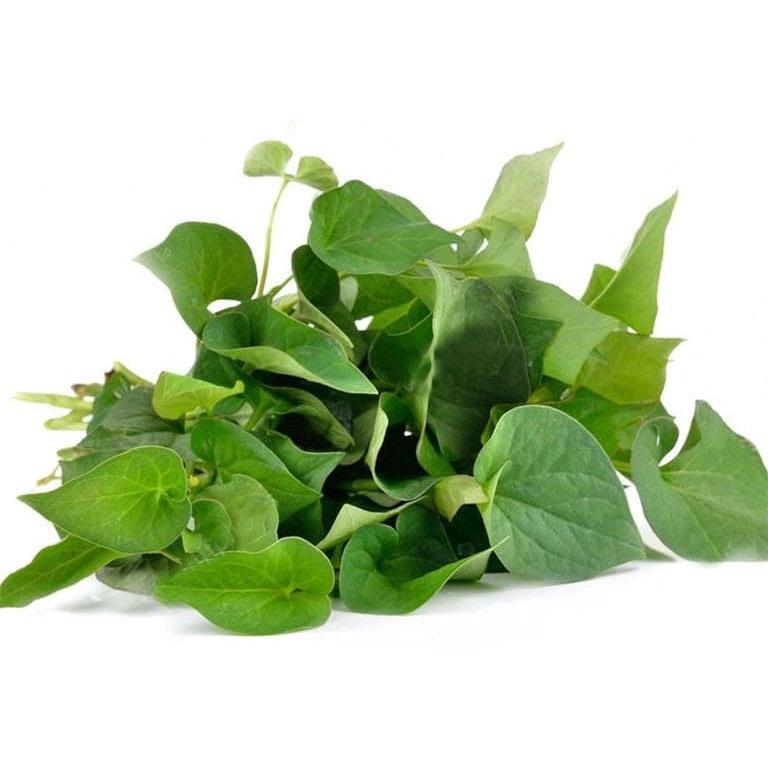 RAU DIẾP CÁ - BẦU CÂY GIỐNG NHIỀU THÂN