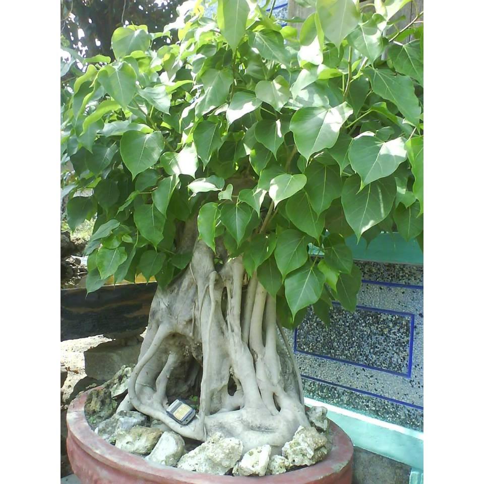 Hạt giống cây bồ đề ấn độ