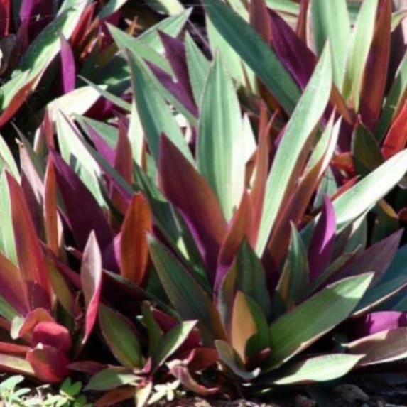 CHUẨN Cây lẻ bạn