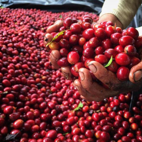 Cà Phê (Cafe) Nguyên Chất Robusta Hữu Cơ Rang Mộc 100% berry culi - Vanbina Coffee Single origin ( Dạng hạt)