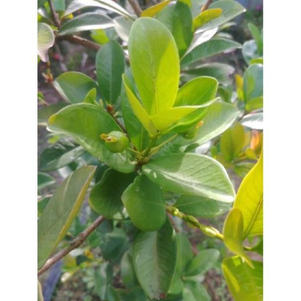 Cây Giống Cherry Brazil Nhiệt Đới - Cây to khỏe cao 80cm
