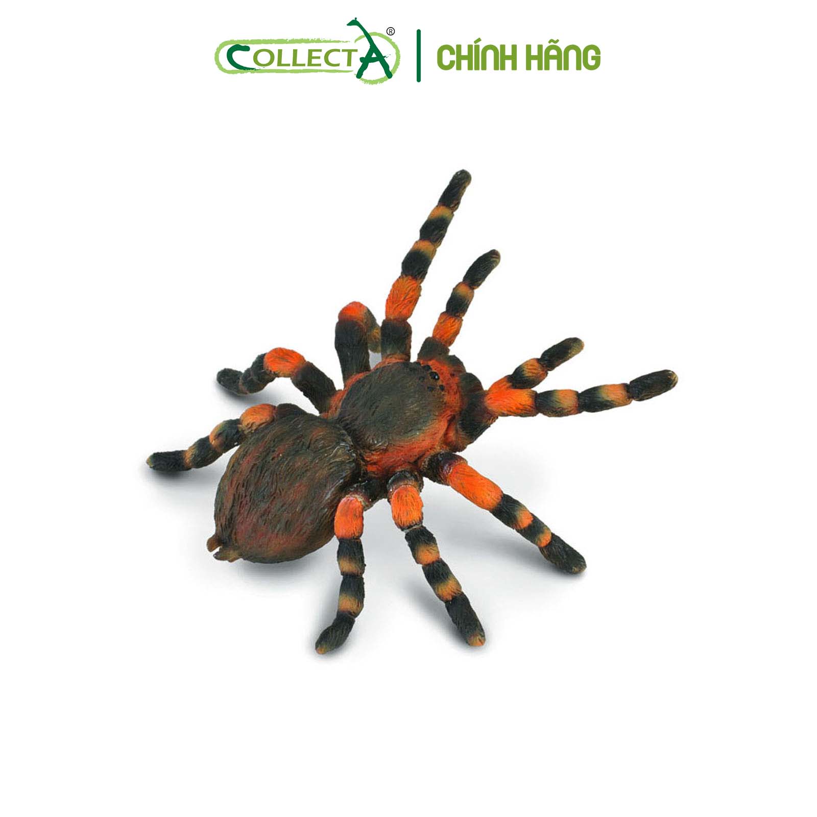 Mô hình thu nhỏ: Nhện Gối Đỏ - Mexican Redknee Tarantula, hiệu: CollectA, mã HS 9653020[88338] -  Chất liệu an toàn cho trẻ - Hàng chính hãng