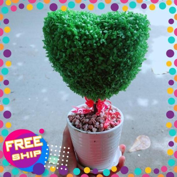 Chậu Cây May Mắn Trái Tim