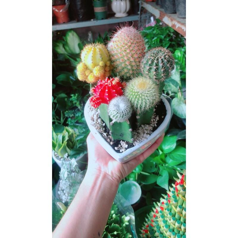 Chậu Xương Rồng Tiểu Cảnh