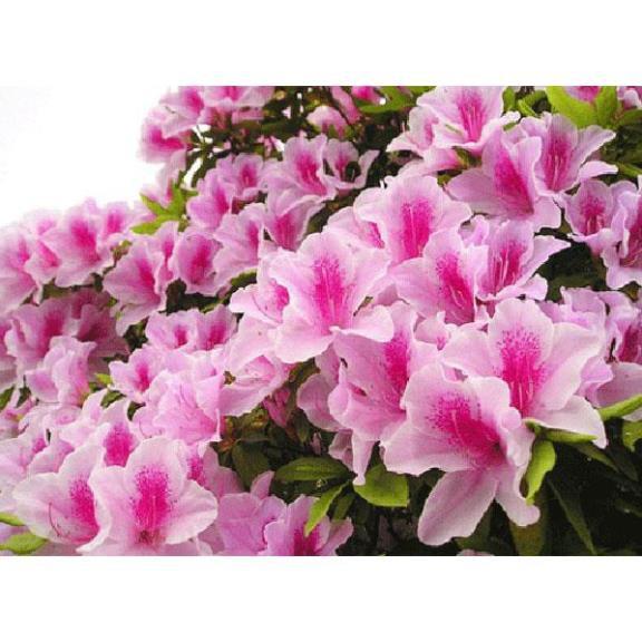 COM BO 3 CÂY GIỐNG HOA ĐỖ QUYÊN NHẬT BẢN ĐỦ MÀU