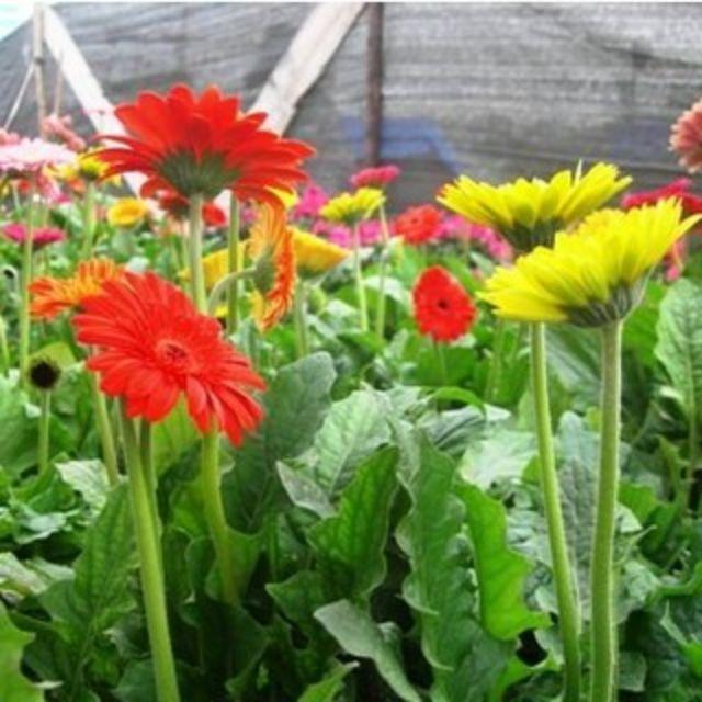 Hạt hoa đồng tiền nhiểu màu