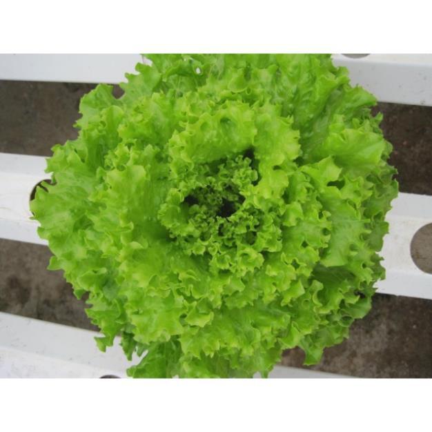 Hạt Giống Xà Lách Xoăn Xanh F1+ 700g phân thỏ hữu cơ