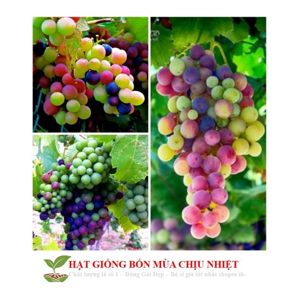 GÓI 10 HẠT GIỐNG NHO CẦU VỒNG