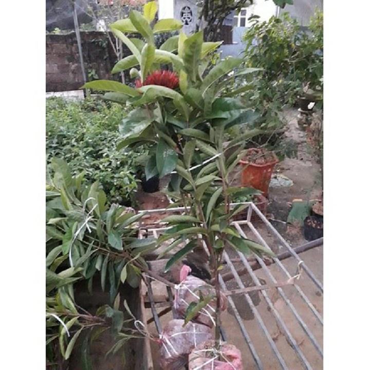 Hoa mẫu đơn màu vàng, bầu cây lớn