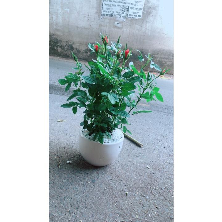 Chậu Cây Hoa Hồng