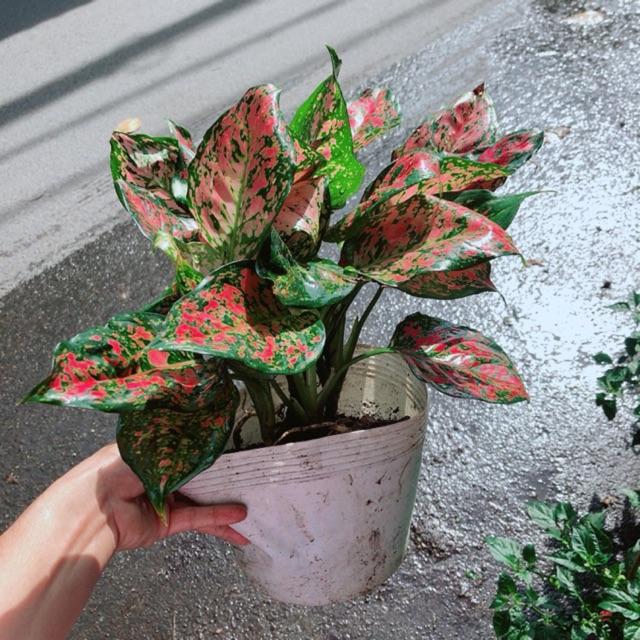 Cây Vạn Lộc