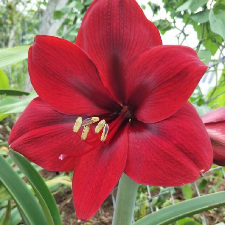 Củ lan giống hoa huệ tây màu đỏ nhung