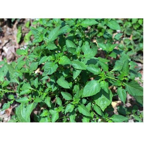 Bầu CÂY RAU TẦM BÓP giống
