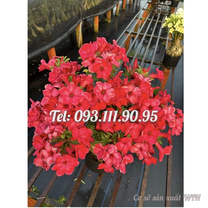 Hạt giống hoa sứ đỏ Taiwan nhiều hoa - Bịch 10 hạt – Mã số 2086