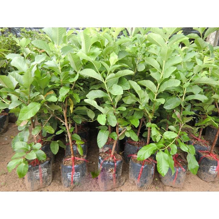 Cây Ổi Ruby Ruột Đỏ Thái Lan