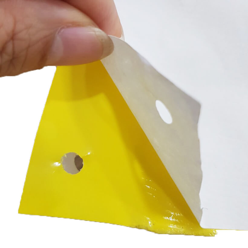 Miếng Dính Vàng Bẫy Côn Trùng Israel - Sticky Yellow Roll dùng bẫy các loại Côn Trùng Bay ngây hại rau sạch như Ruồi, Bọ Phấn, Bọ Trĩ, Bướm và côn trùng khác...
