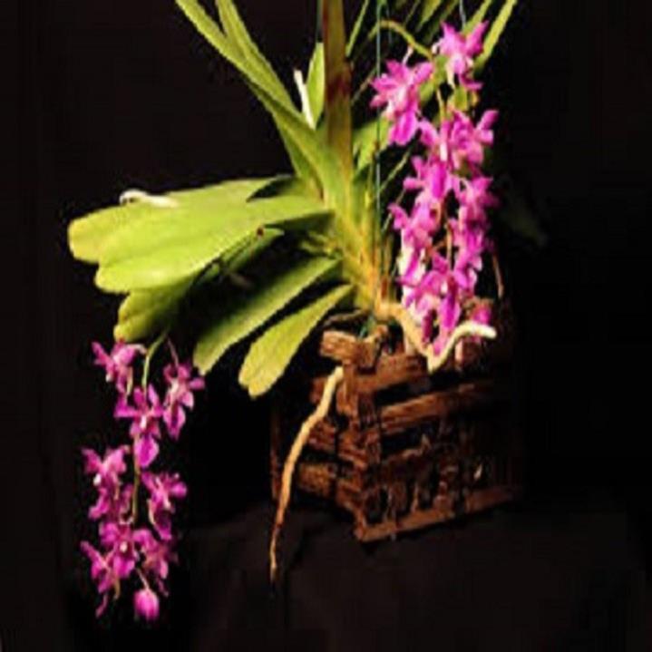Sản Phẩm Hoa lan giáng thu