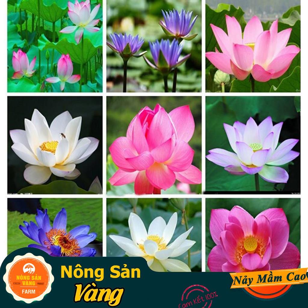 Hạt giống Hoa Sen Mini Nhật ( Màu Ngẫu Nhiên )