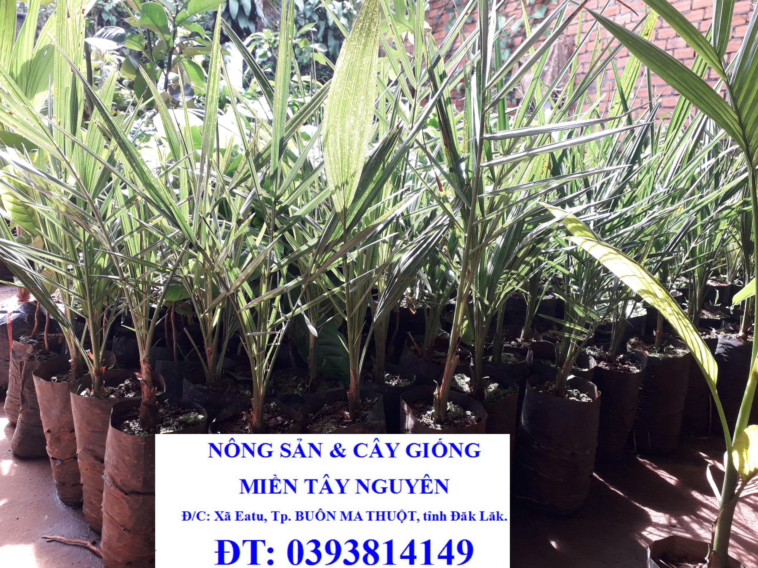 Cây giống Chà Là ăn trái TRUNG ĐÔNG QUẢ ĐỎ ( Cây ĐANG RA LÁ THẬT NHƯ HÌNH ].