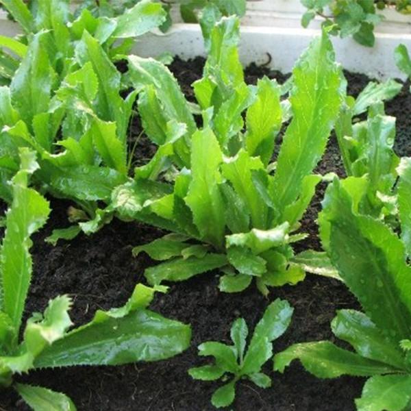Hạt giống mùi tàu cao sản gói 10gr