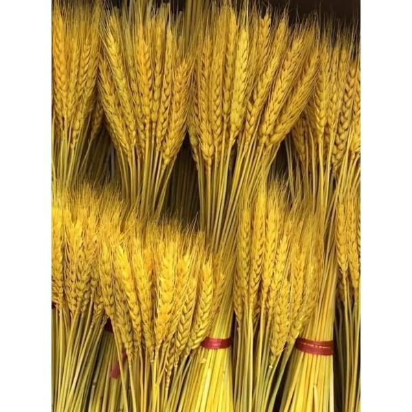 (Có sẵn) Bó 100 bông lúa mạch sấy khô để ban thần tài - Cực hot 2022 -❖bó lúa mạch khô❖