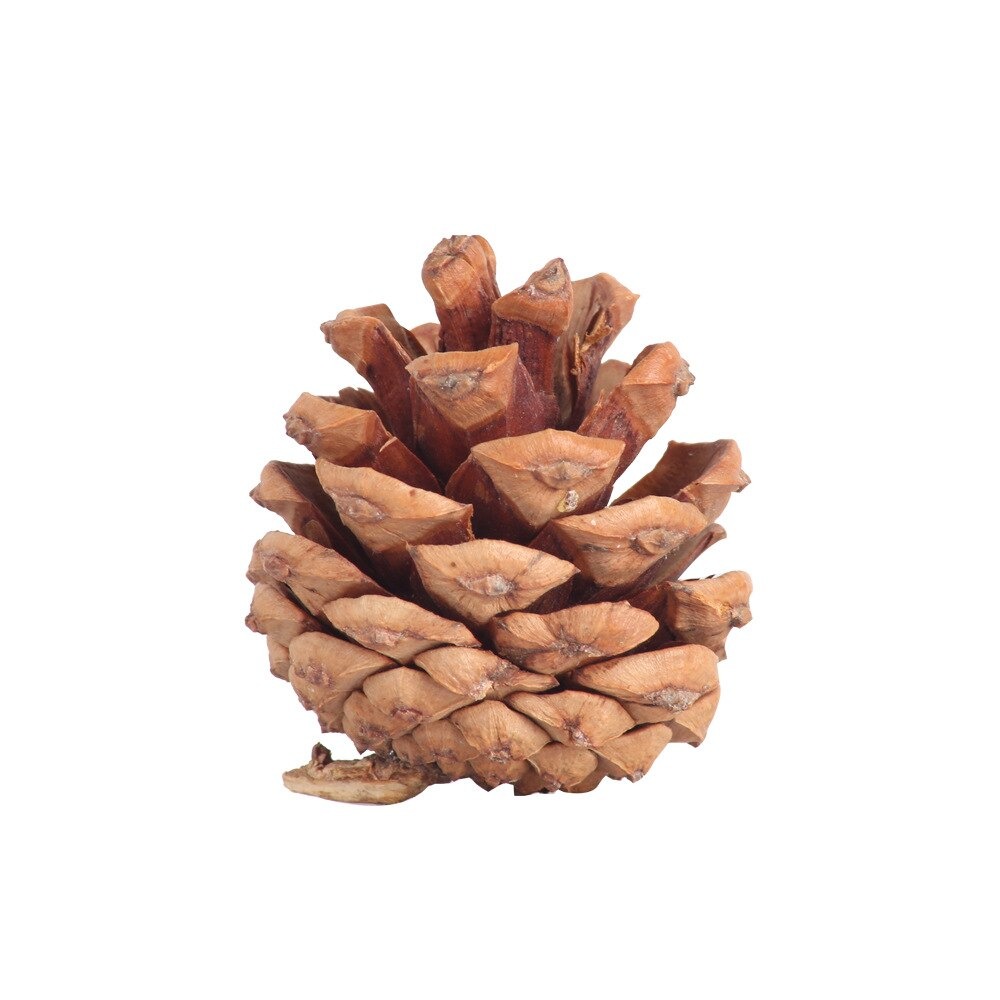 Quả thông khô trang trí Noel - Cây giả, hoa lụa trang trí nhà cửa