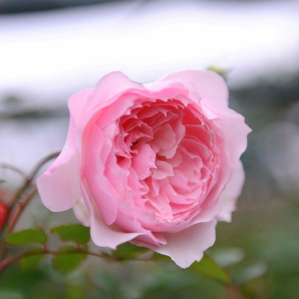 Cây hoa hồng ngoại misaki rose