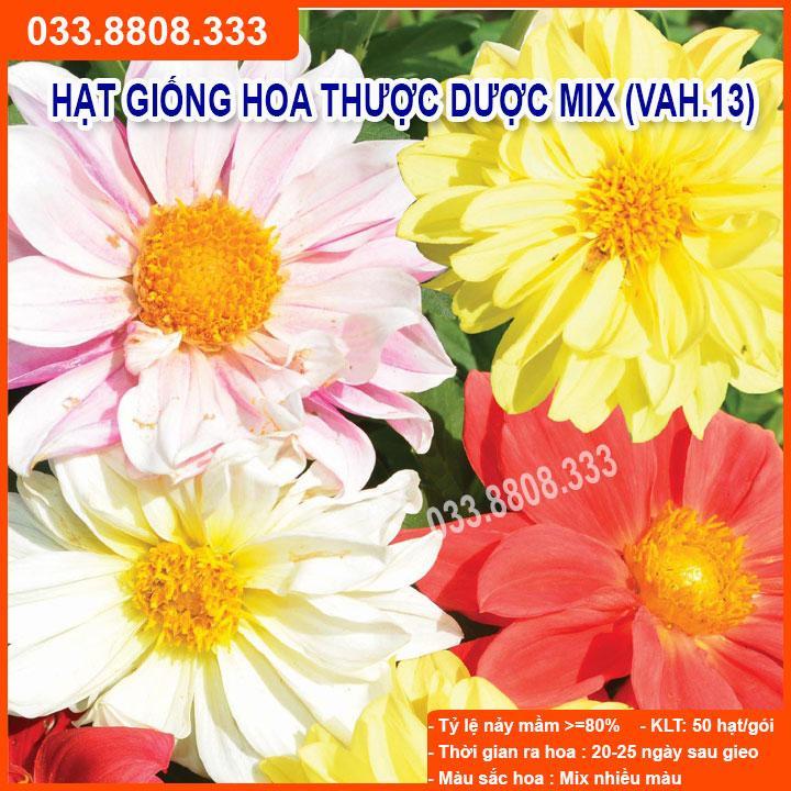 HẠT GIỐNG HOA THƯỢC DƯỢC - TỶ LỆ NẢY MẦM CAO, NHANH THU HOẠCH SIÊU DỄ TRỒNG