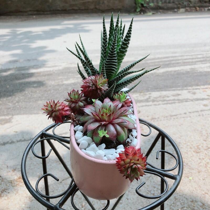 Chậu Sen Đá Đỏ+Xương Rồng