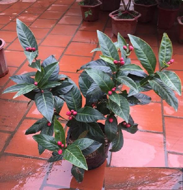 Combo 5 cây giống HOA HẢI ĐƯỜNG hoa Vàng