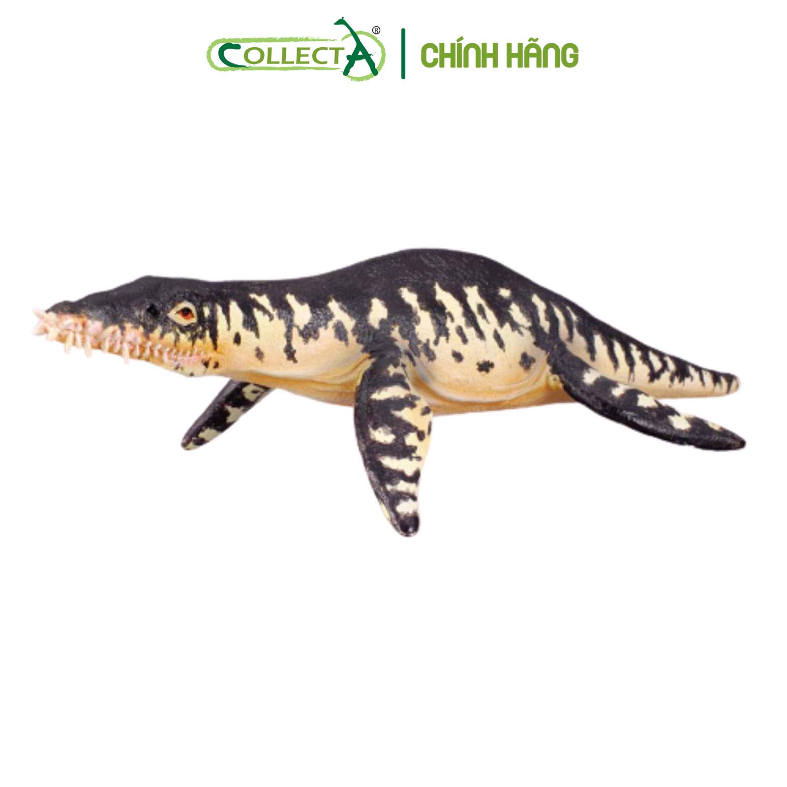 Mô hình thu nhỏ: Khủng Long Liopleurodon  - Liopleurodon, hiệu: CollectA, mã HS 9654170[88237] -  Chất liệu an toàn cho trẻ - Hàng chính hãng