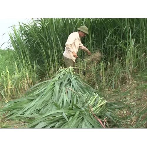 Hạt Giống Cỏ Sweet Jumbo - Cỏ Họ Ngô
